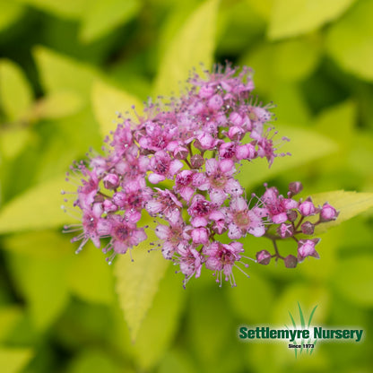 Several gold mound spiraea in the landscape with spring and summer foliage