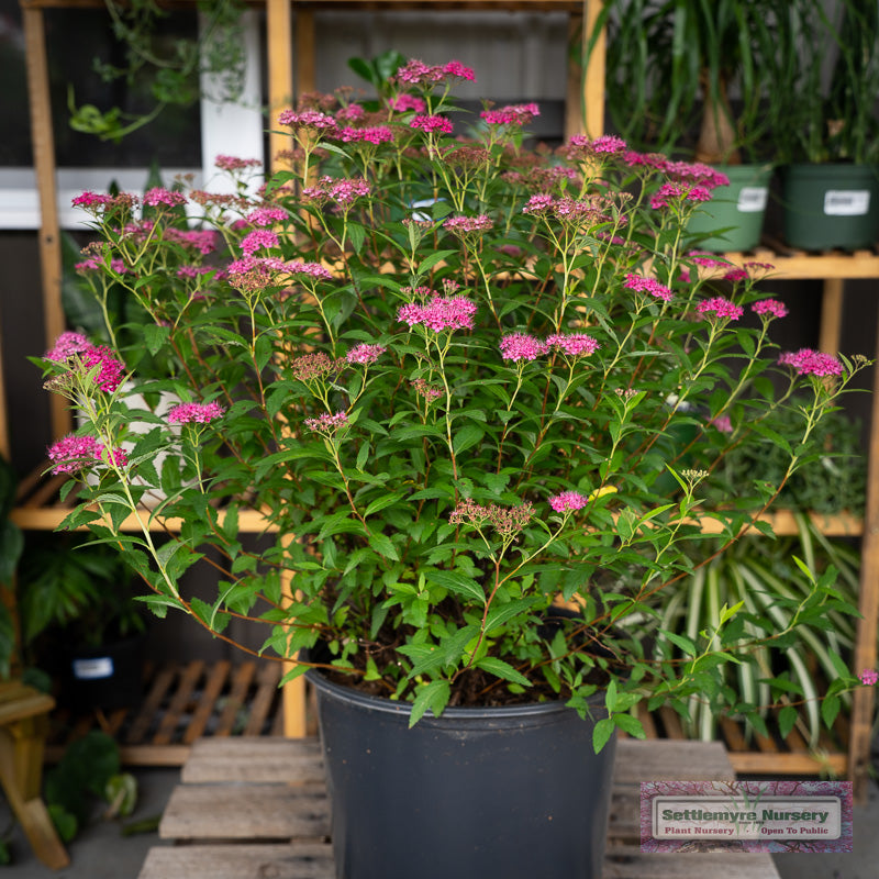 Neon Flash spiraea in a three gallon pot at Settlemyre Nursery in Valdese, NC