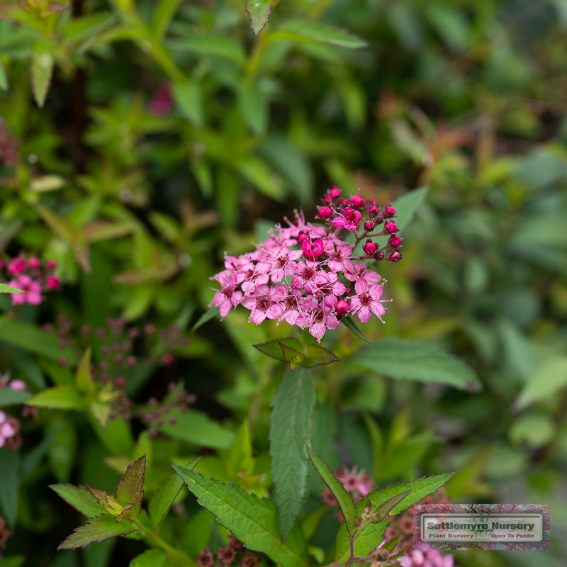 Close-up of pink flower blooms on the 'Neon flash' Spiraea