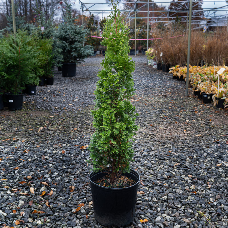 Group of Degroot spire thuja trees