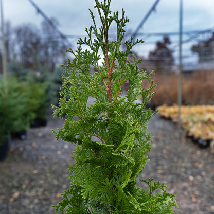 Group of Degroot Spire