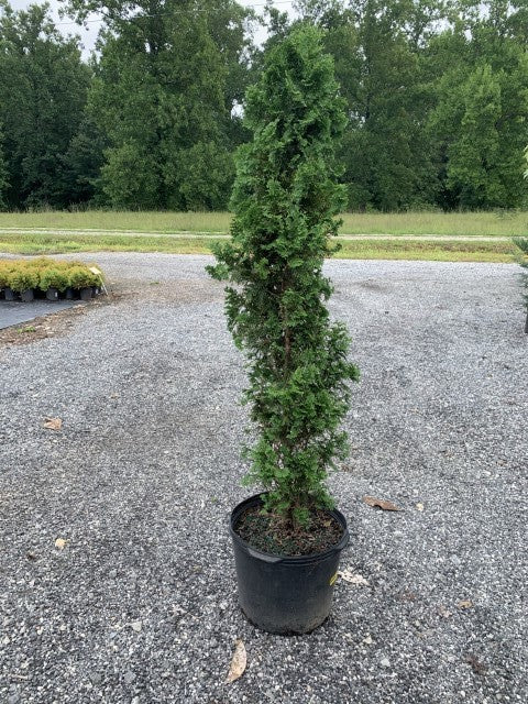 Thuja Degroots Spire