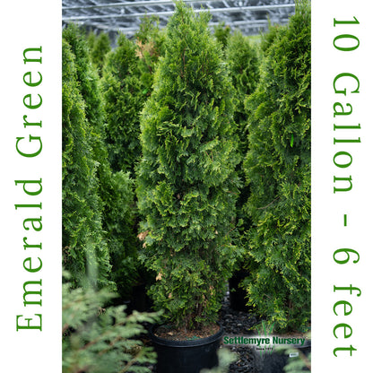 Emerald Green Arborvitae