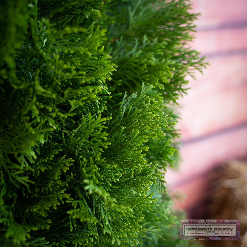 Emerald Green Arborvitae foliage