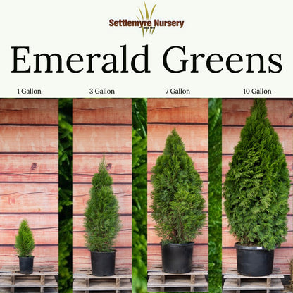 Emerald Green Arborvitae graphic