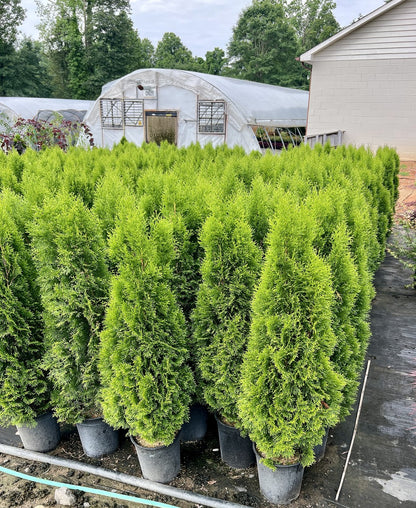 Emerald Green Arborvitae