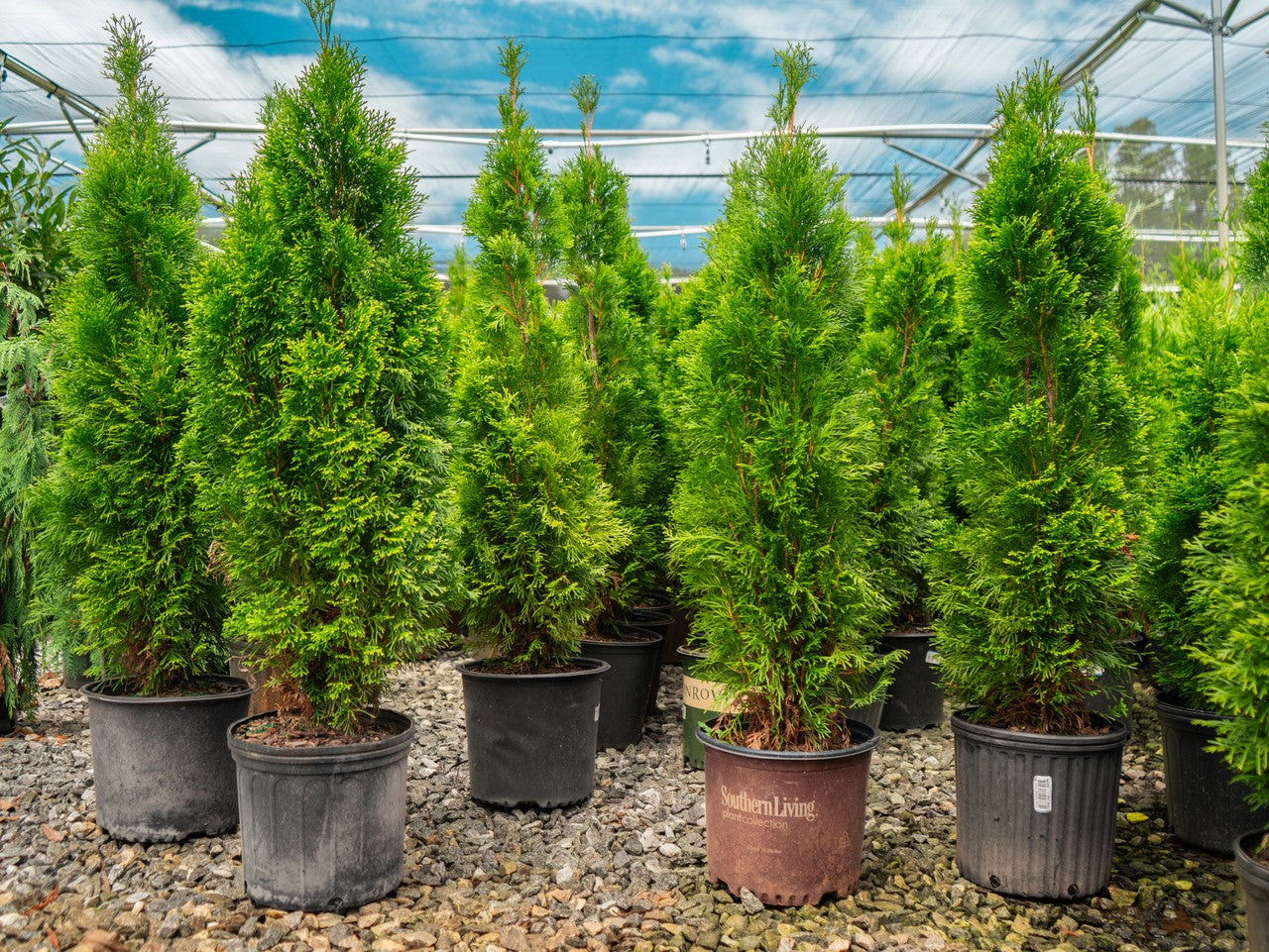 Emerald Green Arborvitae