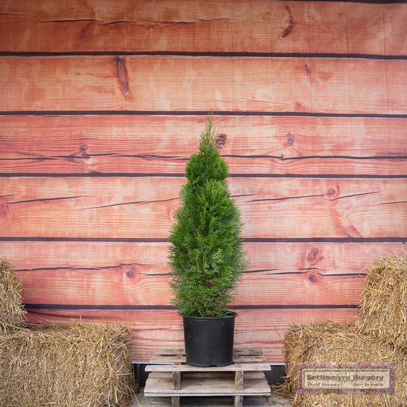 Emerald Green Arborvitae