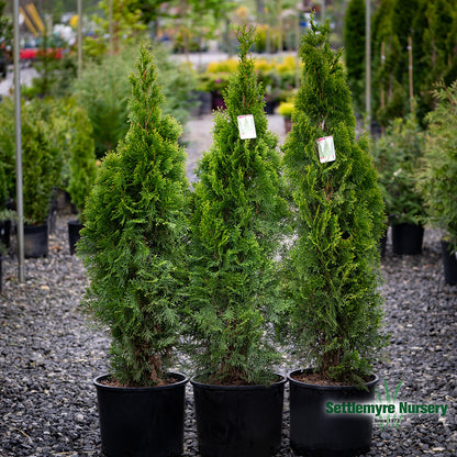 Emerald Green Arborvitae