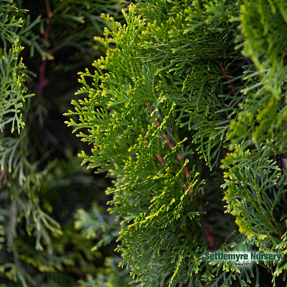 Emerald Green Arborvitae