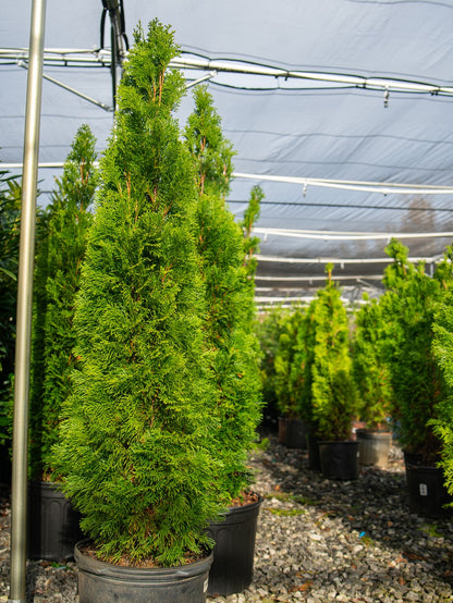 Emerald Green Arborvitae