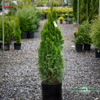 Emerald Green Arborvitae