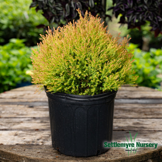 Fire Chief Arborvitae in pot at Settlemyre Nursery