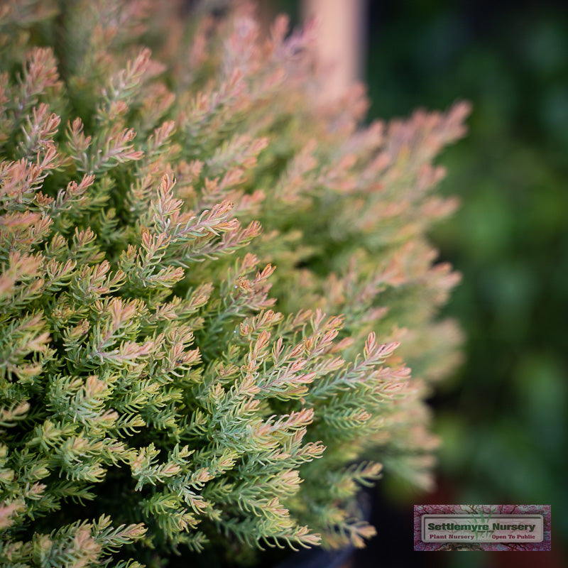 Closeup of fire chief arborvitae foliage