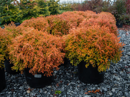 Fire Chief Arborvitae