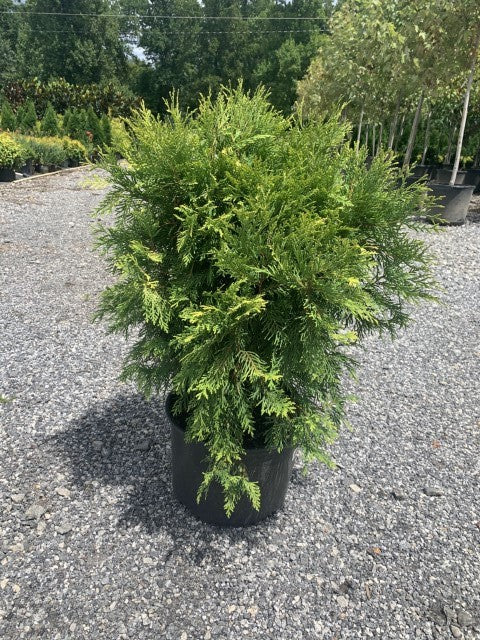 Golden Globe thuja at Settlemyre Nursery