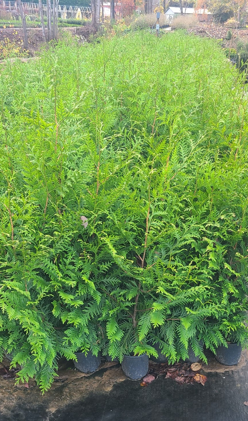 Three potted Thuja Green Giant trees placed on wooden pallets outdoors. The trees are tall and bushy with bright green foliage, and red ribbons are tied around 