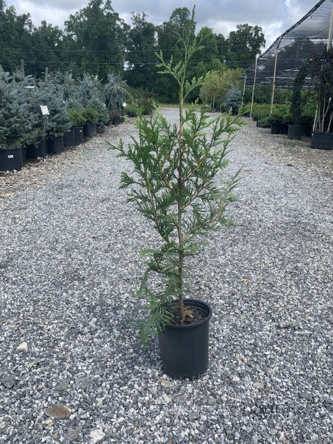 An outdoor nursery with a tall, potted Thuja Green Giant tree in the foreground. The tree has dense, bright green foliage and is placed on a gravel surface unde