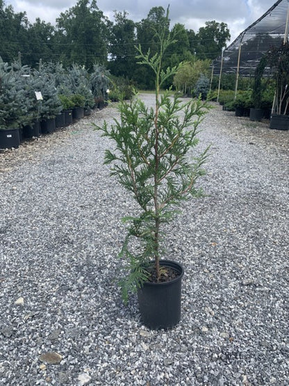 An outdoor nursery with a tall, potted Thuja Green Giant tree in the foreground. The tree has dense, bright green foliage and is placed on a gravel surface unde