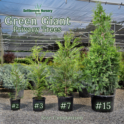 Thuja Green Giant
