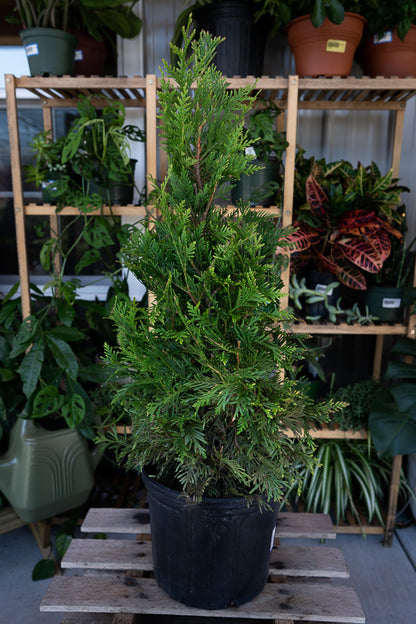 Thuja Green Giant