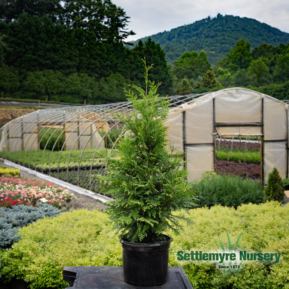 Thuja Green Giant