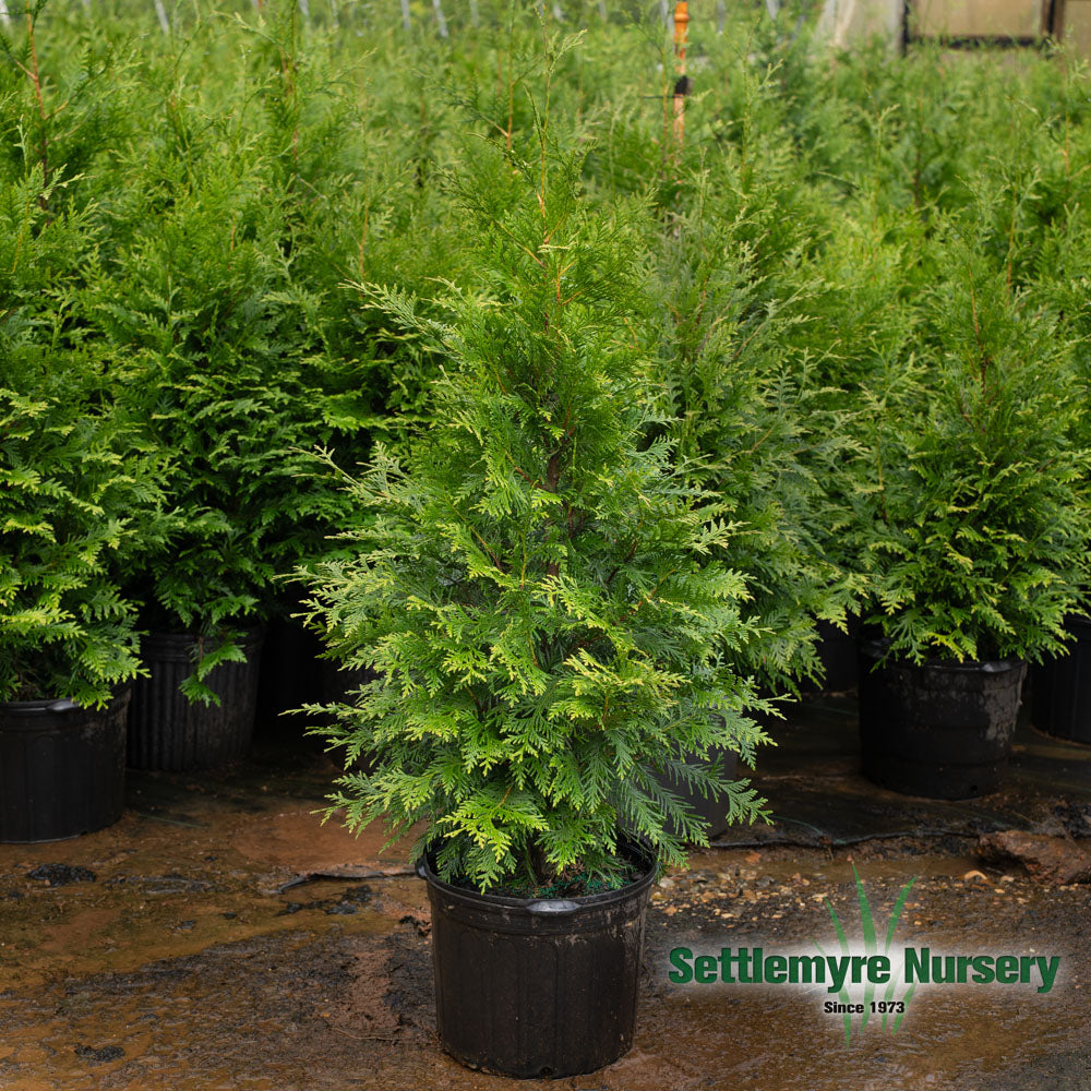 Thuja Green Giant