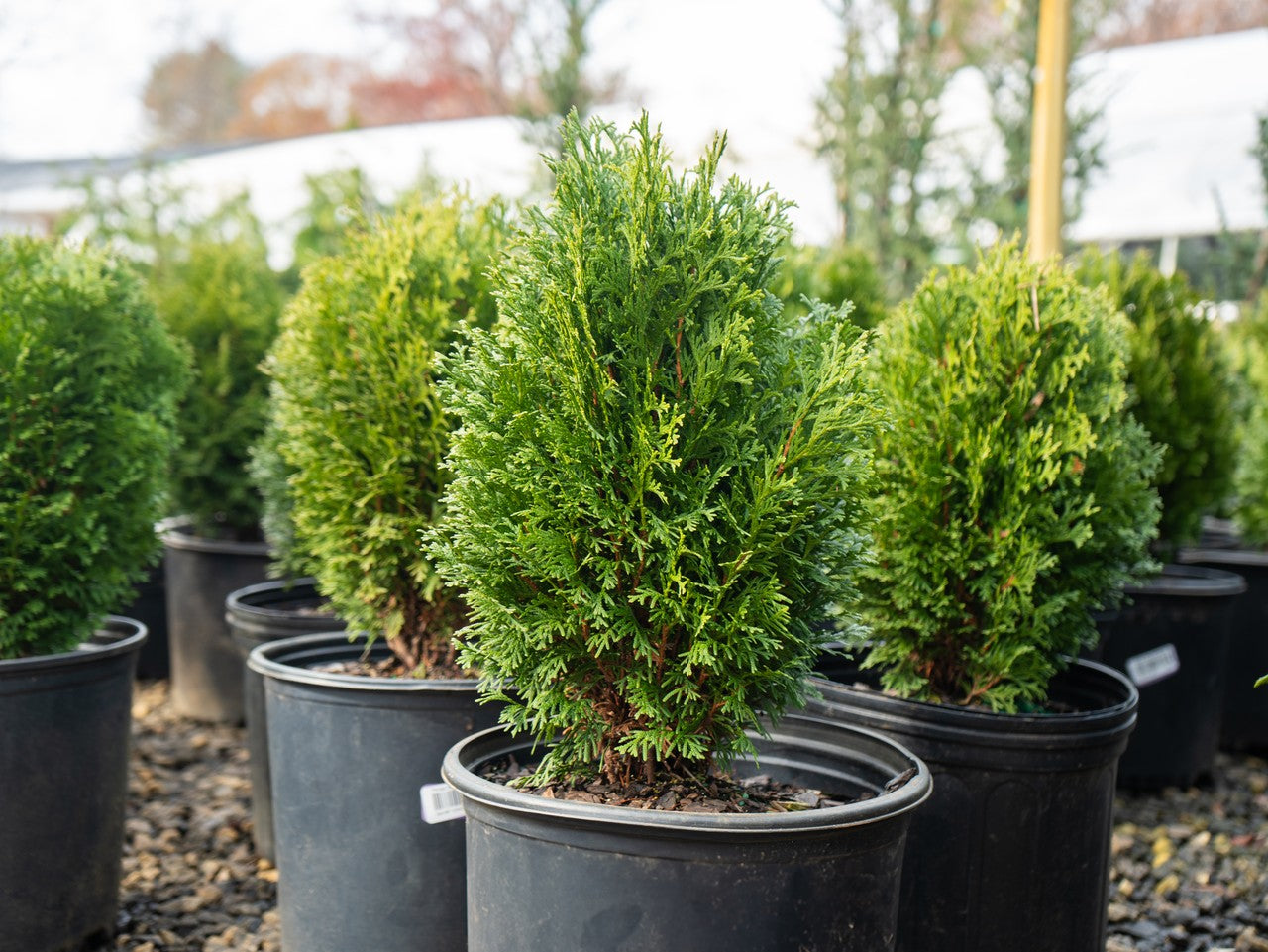 中株サイズ dwarf tatsuta ドワーフタツタ スポア Hetz Midget Thuja Arborvitae | Evergreen Shrubs | Settlemyre Nursery