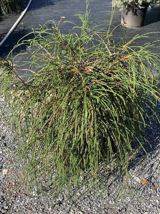 Thuja Whipcord 10 Gallon