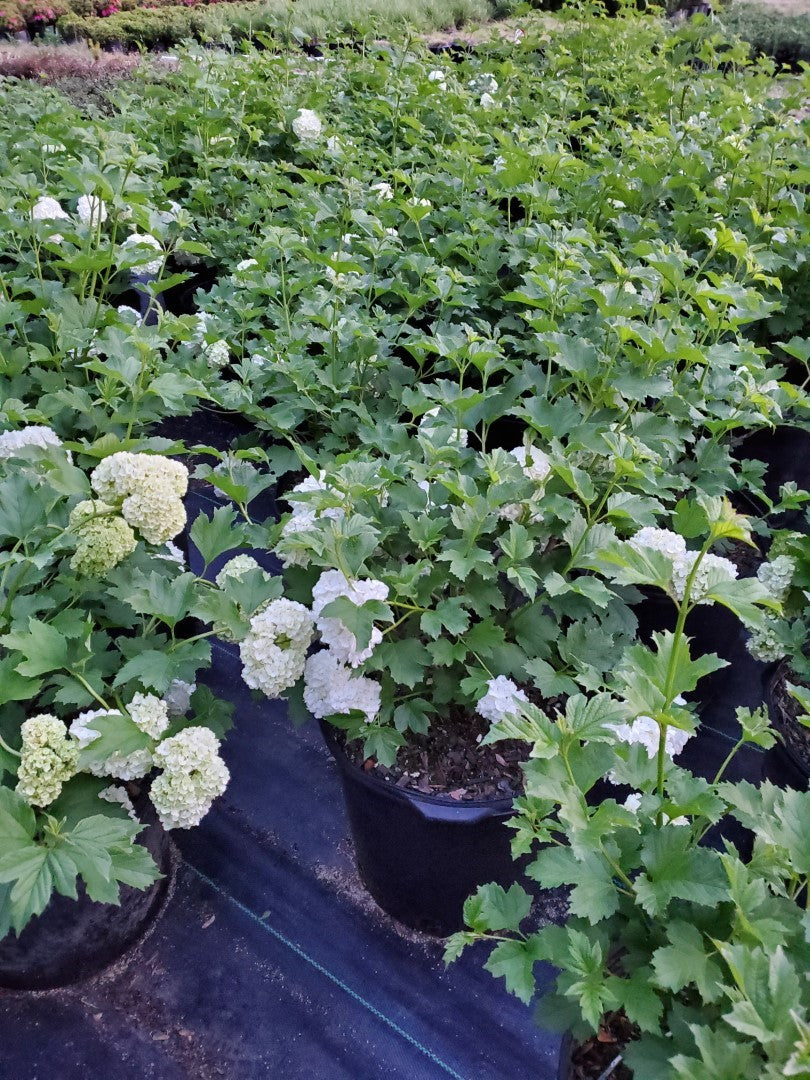 Mature Snowball bush in the landscape in western North Carolina