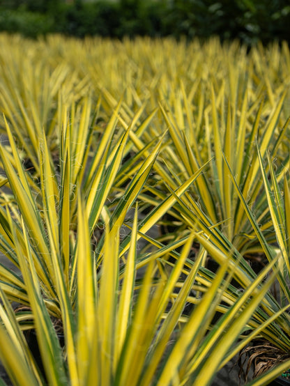 Color Guard Yucca