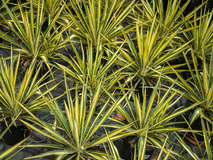 Color Guard Yucca