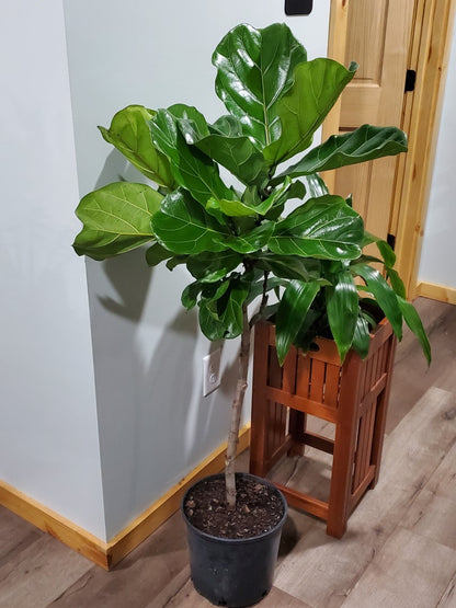 Ficus Fiddle Leaf Tree