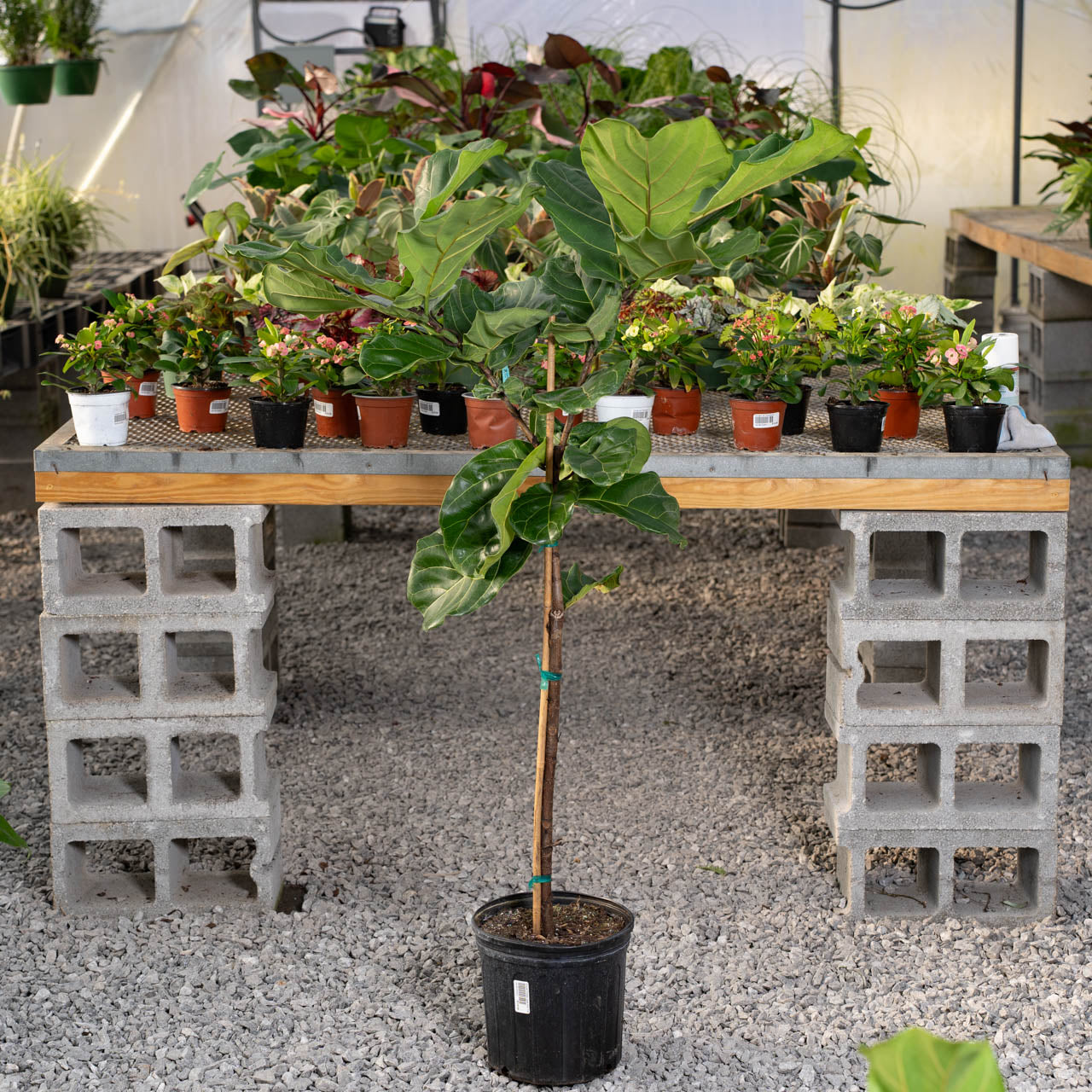 Ficus Fiddle Leaf Tree