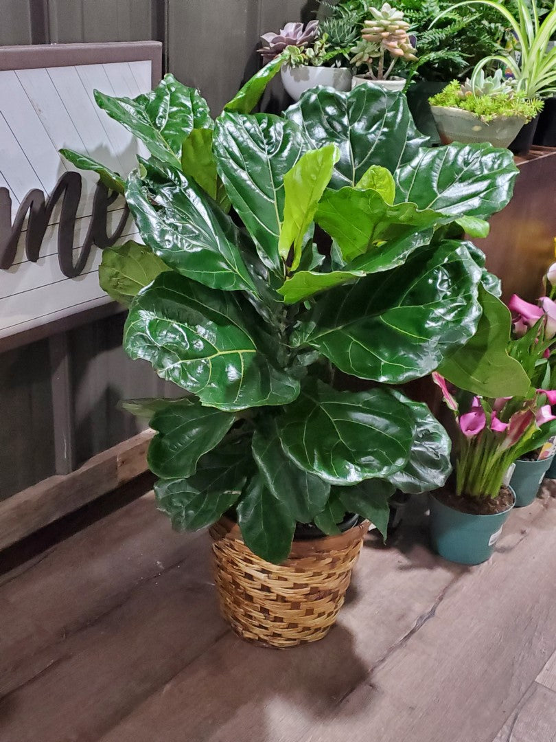 Ficus Fiddle Leaf Tree