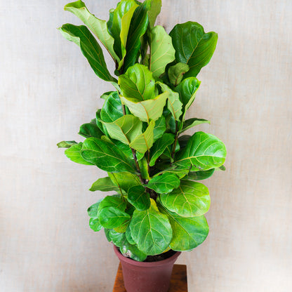 Ficus Fiddle Leaf Tree