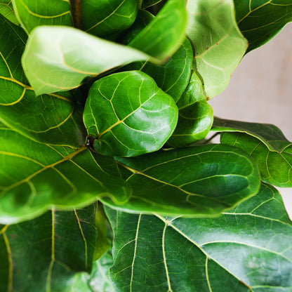 Ficus Fiddle Leaf Tree