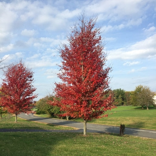 Maple Tree Autumn Blaze