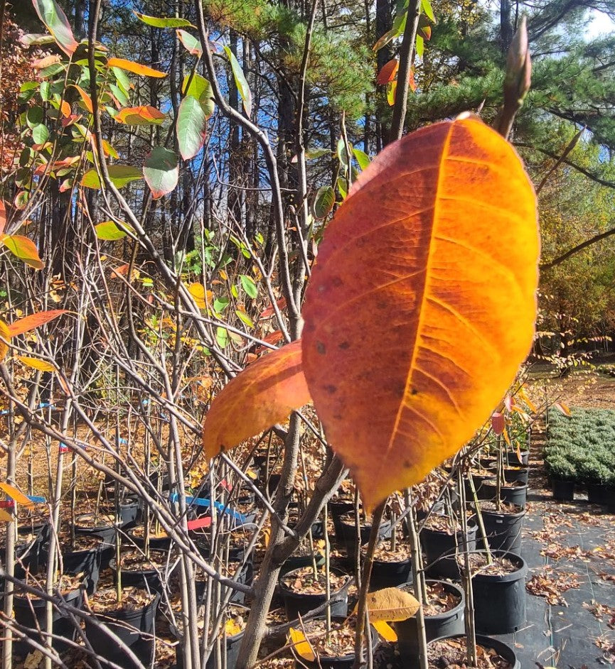 Autumn Brilliance Serviceberry