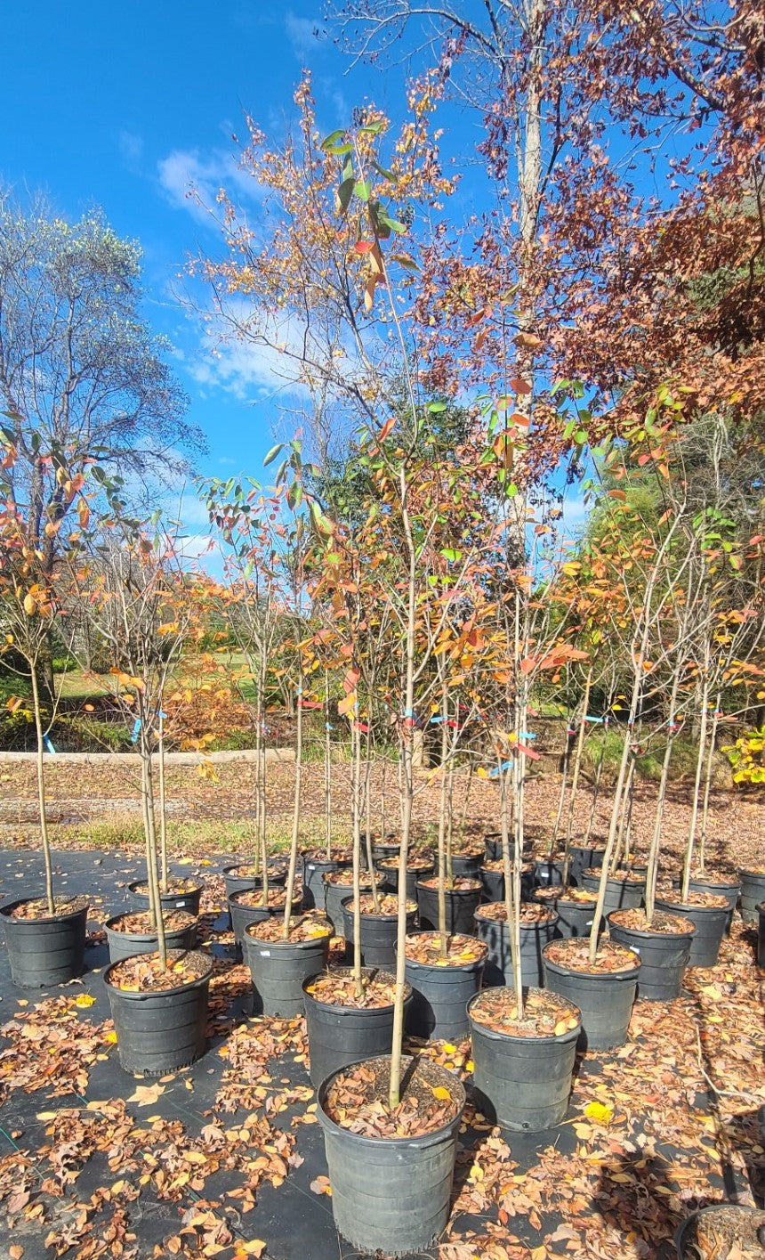 Autumn Brilliance Serviceberry