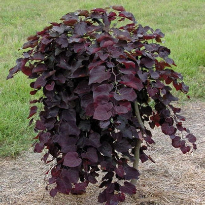 Redbud Ruby Falls 7 Gallon