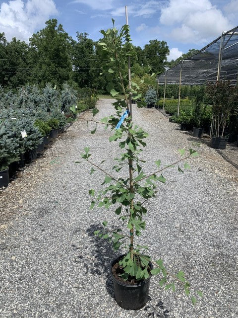 Ginkgo Princeton Sentry 3 Gallon