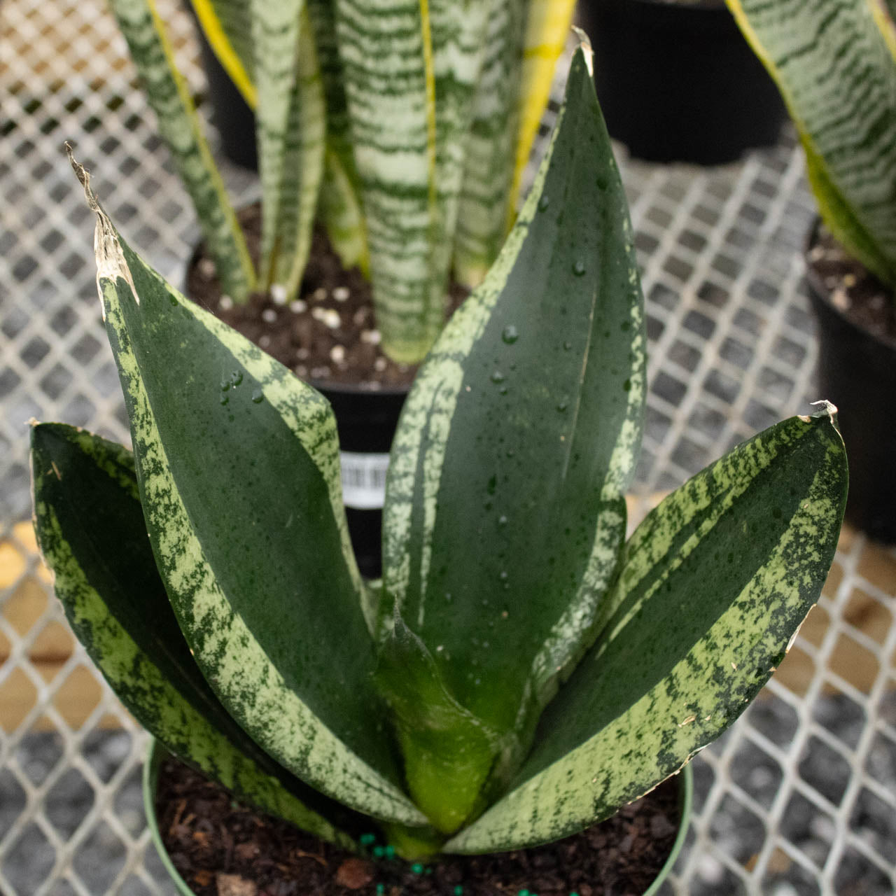 Snake Plant Whitney 6 inch