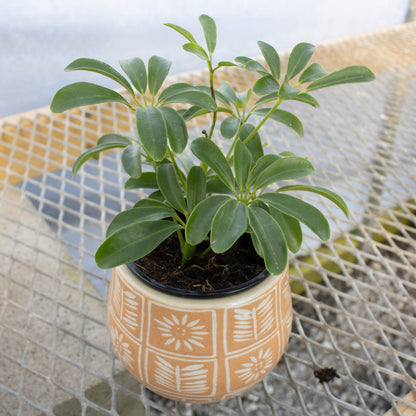 Schefflera Green Mini Arboricola 4"