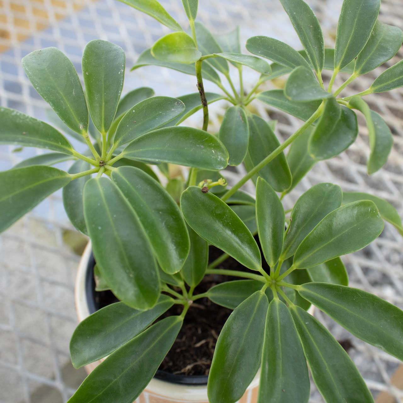 Schefflera Green Mini Arboricola 4"