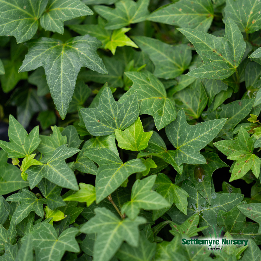 Green Ivy Ground Cover