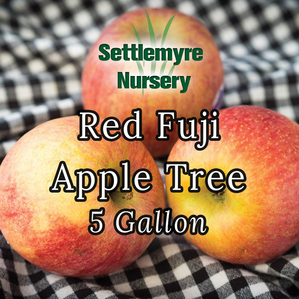 Apple Tree Red Fuji