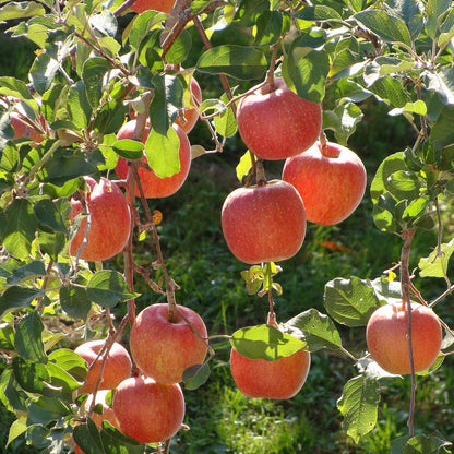 Apple Tree Red Fuji