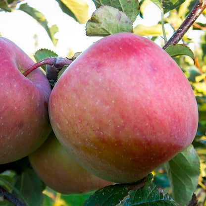 Apple Tree Red Fuji