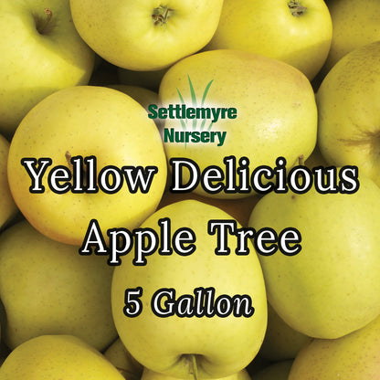 Apple Tree Yellow Delicious